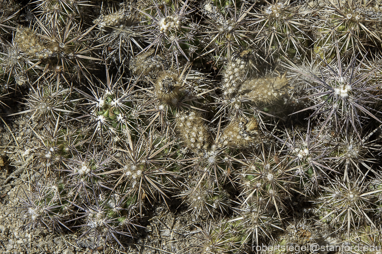 Joshua Tree National Park